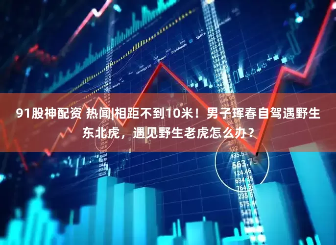 91股神配资 热闻|相距不到10米！男子珲春自驾遇野生东北虎，遇见野生老虎怎么办？